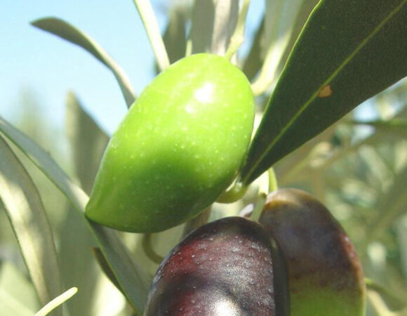 olives