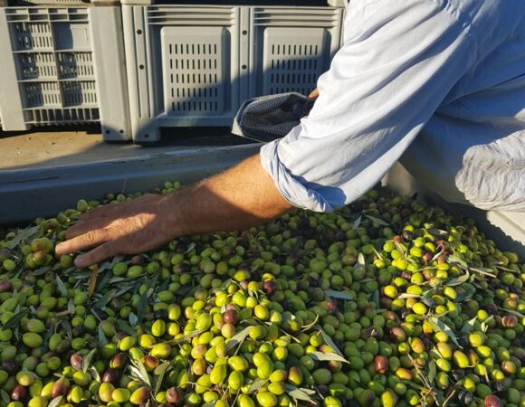 olive press tasting melas