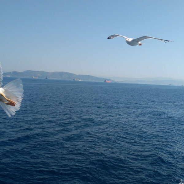 aegina island animals