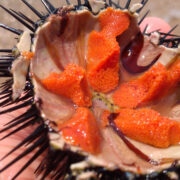 snorkelling sea beach sea urchins boat