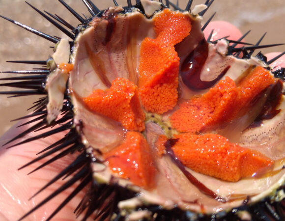 Swimming and Snorkeling – Sea Urchins – Taste of Sea
