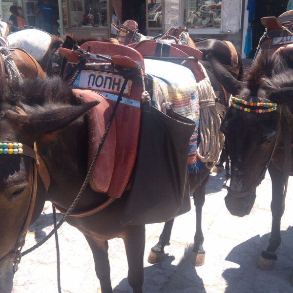 hydra island horses animals