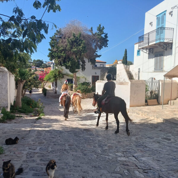 hydra island horses animals people