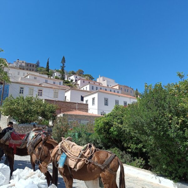 Hydra island donkey animal