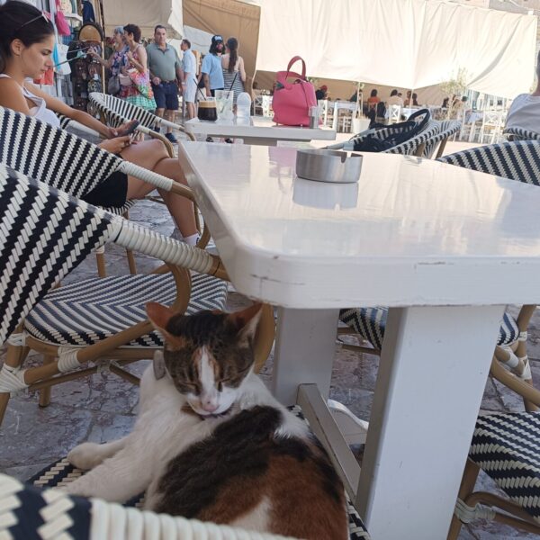 Hydra island cat animal people