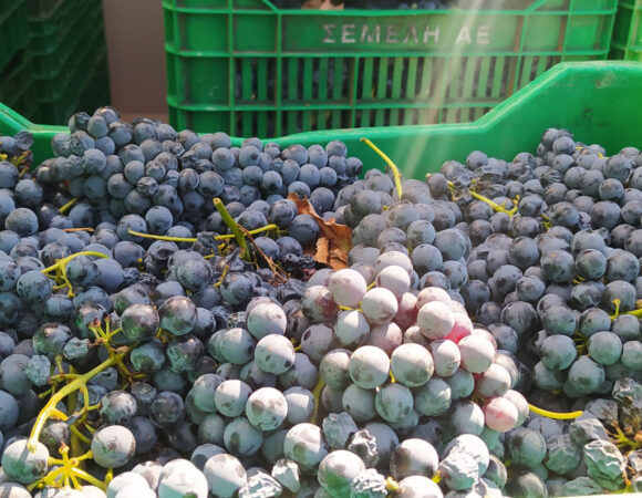 wine tasting vineyard