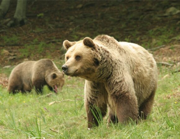 nymfaio Arcturos kastoria animal