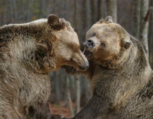 nymfaio Arcturos kastoria animal