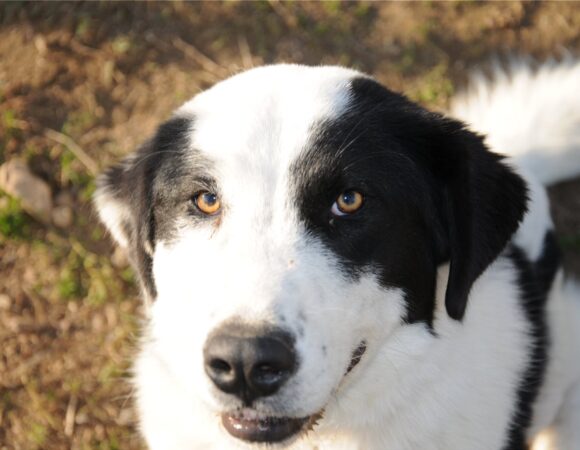 nymfaio Arcturos kastoria animal