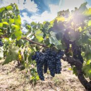 WINERY KASTORIA KYRYIANNI BOUTARI